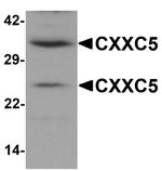 CXXC5 Antibody in Western Blot (WB)