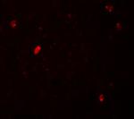 FBXL16 Antibody in Immunohistochemistry (IHC)