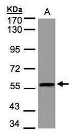 DUSP8 Antibody in Western Blot (WB)