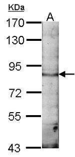 EML1 Antibody in Western Blot (WB)