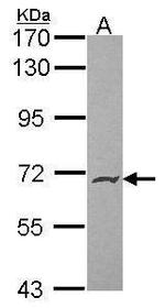 PODXL2 Antibody in Western Blot (WB)