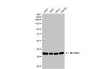 SEC13 Antibody in Western Blot (WB)