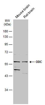 ODC1 Antibody in Western Blot (WB)