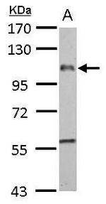 F4/80 Antibody in Western Blot (WB)