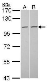 GCP2 Antibody in Western Blot (WB)