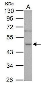 NOVA1 Antibody in Western Blot (WB)