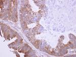 BHMT Antibody in Immunohistochemistry (Paraffin) (IHC (P))