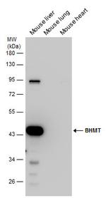 BHMT Antibody in Western Blot (WB)