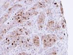 CRHSP-24 Antibody in Immunohistochemistry (Paraffin) (IHC (P))