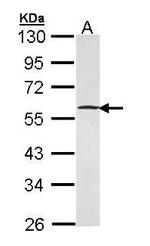 GABPB1 Antibody in Western Blot (WB)