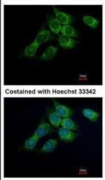 HSD17B4 Antibody in Immunocytochemistry (ICC/IF)