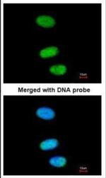 SOX13 Antibody in Immunocytochemistry (ICC/IF)