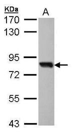 SOX13 Antibody in Western Blot (WB)