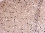 LDB1 Antibody in Immunohistochemistry (Paraffin) (IHC (P))