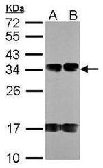 FUS2 Antibody in Western Blot (WB)