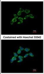 DDAH1 Antibody in Immunocytochemistry (ICC/IF)