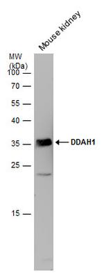 DDAH1 Antibody in Western Blot (WB)