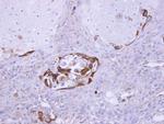 SOCS5 Antibody in Immunohistochemistry (Paraffin) (IHC (P))