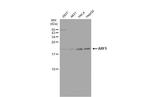 ARF5 Antibody in Western Blot (WB)