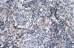 Fibulin 2 Antibody in Immunohistochemistry (Paraffin) (IHC (P))