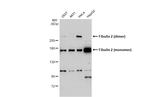 Fibulin 2 Antibody in Western Blot (WB)