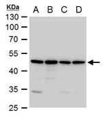 Annexin A7 Antibody in Western Blot (WB)