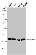 MDH2 Antibody in Western Blot (WB)