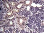 GPR114 Antibody in Immunohistochemistry (Paraffin) (IHC (P))