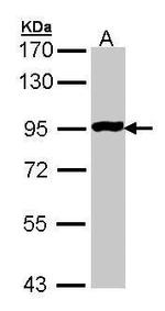 GPR114 Antibody in Western Blot (WB)