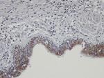 SHKBP1 Antibody in Immunohistochemistry (Paraffin) (IHC (P))