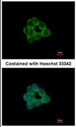 STAP2 Antibody in Immunocytochemistry (ICC/IF)