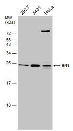 HN1 Antibody in Western Blot (WB)