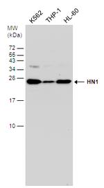 HN1 Antibody in Western Blot (WB)