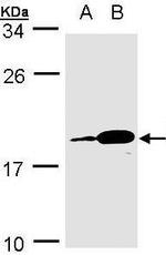MZB1 Antibody in Western Blot (WB)