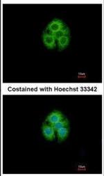 GLYATL1 Antibody in Immunocytochemistry (ICC/IF)