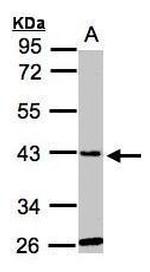 GLYATL1 Antibody in Western Blot (WB)