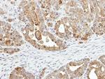 ZER1 Antibody in Immunohistochemistry (Paraffin) (IHC (P))