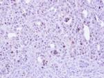 ZC3H8 Antibody in Immunohistochemistry (Paraffin) (IHC (P))