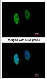 DENND1B Antibody in Immunocytochemistry (ICC/IF)