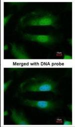 SEPHS1 Antibody in Immunocytochemistry (ICC/IF)