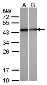 SEPHS1 Antibody in Western Blot (WB)