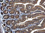 PRPSAP2 Antibody in Immunohistochemistry (Paraffin) (IHC (P))