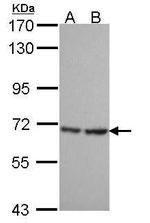 SH3BP1 Antibody in Western Blot (WB)