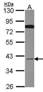 Cdc37L1 Antibody in Western Blot (WB)