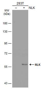 NLK Antibody in Western Blot (WB)