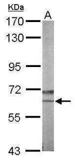 NLK Antibody in Western Blot (WB)