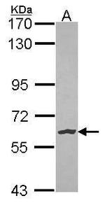 NLK Antibody in Western Blot (WB)