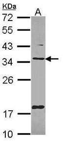 TMX Antibody in Western Blot (WB)