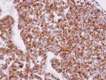 XPR1 Antibody in Immunohistochemistry (Paraffin) (IHC (P))