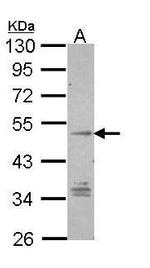 GPR137B Antibody in Western Blot (WB)